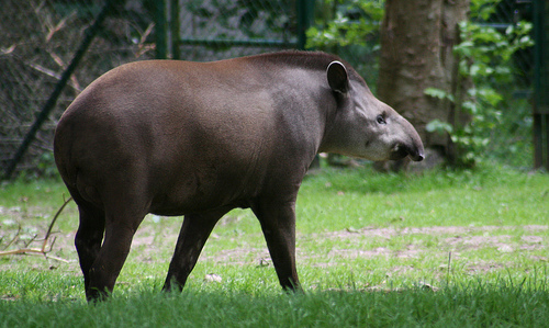 ▲ 멸종 위기에 놓인 맥(Tapir)