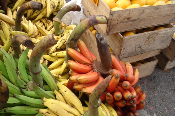 ▲ 다양한 색깔의 바나나(사진출처=http://cafe.naver.com/sign119/3502 )