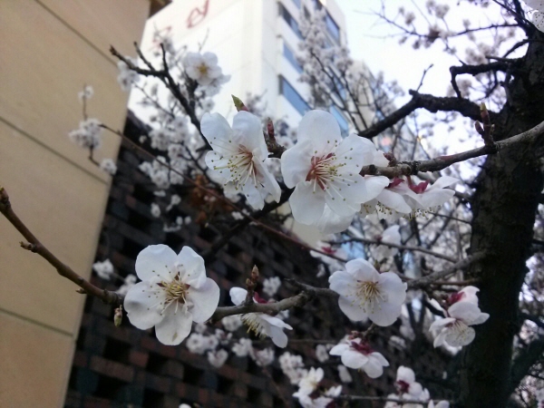 ▲ 봄을 알리는 담장밑에 핀 벗꽃1 (사진=이보름)