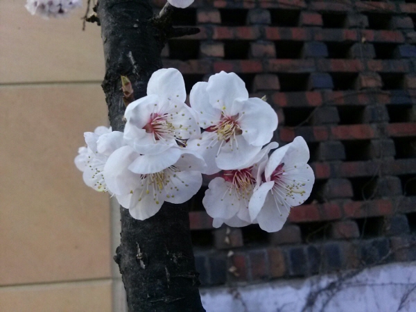 ▲ 봄을 알리는 담장밑에 핀 벗꽃2 (사진=이보름)