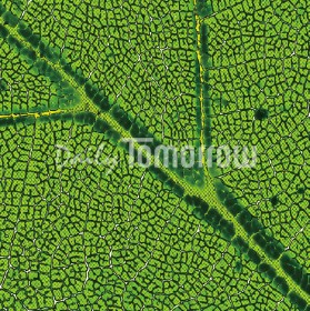 ▲ 엽록체는 녹색식물 잎의 세포 속에 들어있는 세포소기관으로, 광합성이 이루어지는 장소다. 전자 현미경으로 보면 세포 속의 엽록체는 지름이 약 5~10㎛이고 두께는 2~3㎛인 타원형의 구조이며, 세포막이 외막과 내막의 이중막 구조로 되어 있다.