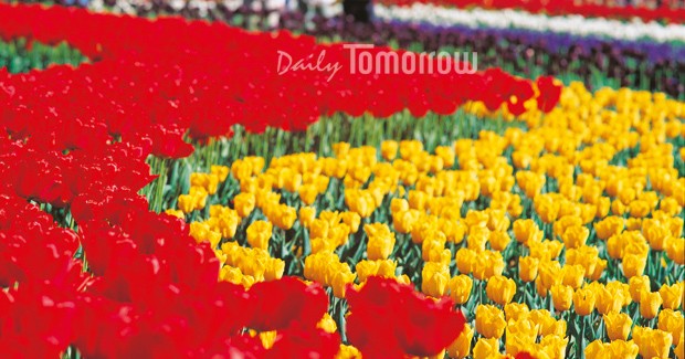 ▲ Canberra's Floriade 캔버라 봄 꽃 축제