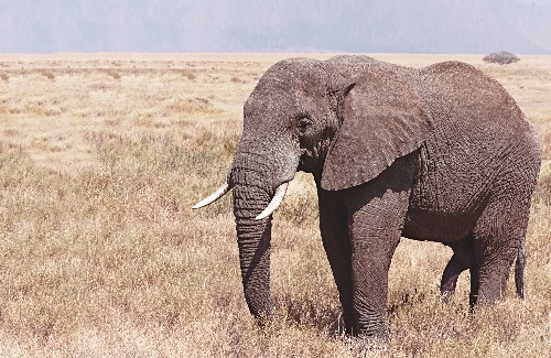 코끼리는 아프리카 전설에서 영악하고 흉폭한 존재로 자주 등장한다.