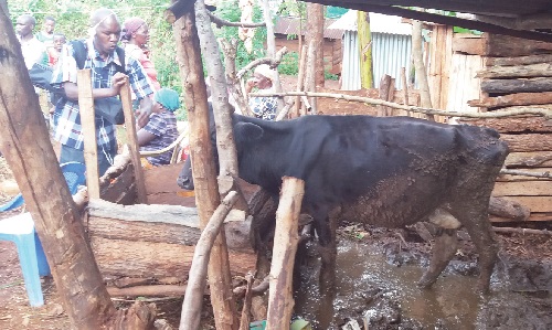 케냐 키쿠유 족의 전통 외양간. 소가 제공하는우유는 이들에게 중요한 식량이다