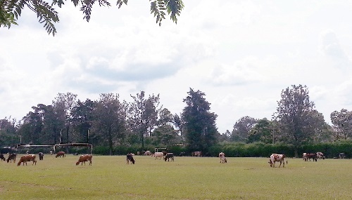 학교의 운동장에서 풀을 뜯고 있는 소떼.