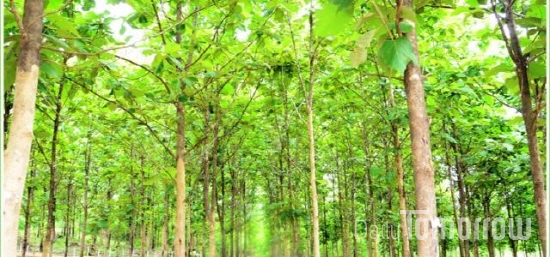 미얀마에서 불법 벌목되고 있는 파다욱 나무 (출처=미얀마 환경부)