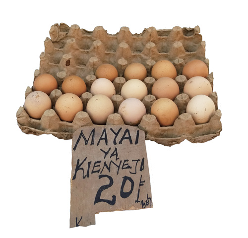케냐 토종닭이 낳은 계란은 한 알에 20실링 (한화 240원)이라는 비싼 가격에 팔린다