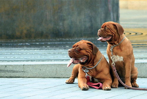 체코에는 반려견을 키우는사람들이 많다. 길에서도 귀여운 강아지들을 쉽게 볼 수 있다.