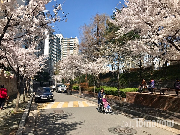 4일 오전 양천구 신월동 한 거리에 벚꽃이 만발했다. 꽃길을 걸으며 봄의 정취를 만끽하는 시민들이 한가로운 오후 한 때를 보내고 있다.