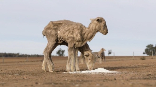 호주 농업 생산량의 4분의 1을 생산하는 뉴 사우스 웨일즈 주가 극심한 가뭄에 비상이 걸렸다. 농부들은 동물들을 먹이기 위해 매일 트럭 한 대분의 건초를 소비하고 있는 것으로 알려졌다.ⓒReuters