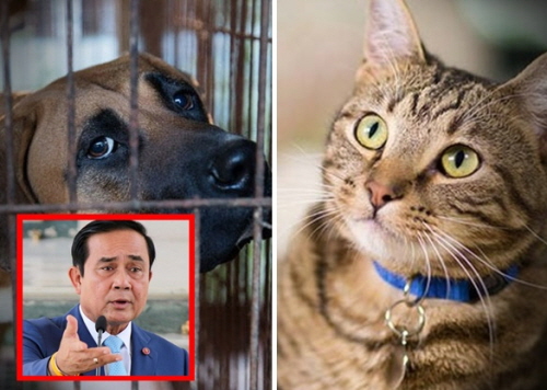 태국에서 반려동물 등록법안을 둘러싸고 논란이 거세게 일고 있다.사진출처=Sireethorn Aksornkid