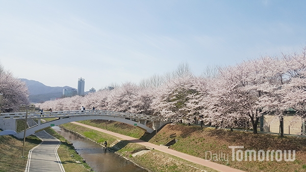 서울 강남 남쪽을 흐르는 양재천 일대 벚꽃이 만개했다. 이 일대는 수양벚나무, 왕벚나무 등이 많고, 양재시민의 숲에서 양재천이 탄천에 합류하는 지점까지 벚꽃길이 이어진다.  사진은 8일(월) 오전 양재천 벚꽃길 모습. (사진 정성실 기자)