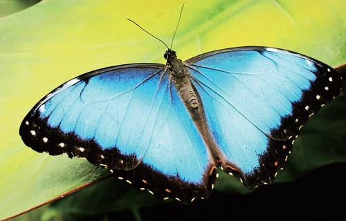 모르포나비 영롱한 파란빛의 날개가 특징이다.코스타리카인들이 가장 사랑하는 나비이다.