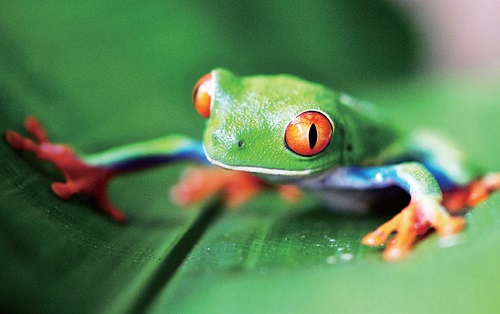 빨간눈 청개구리 환경에 따라 몸의 색을 초록색이나 갈색으로 변화시킨다 .중앙아메리카와 남아메리카 일부에 서식한다.