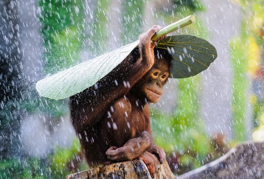 인도네시아 발리에서 오랑우탄 한 마리가 바나나 나뭇잎을 우산 삼아 비를 피하고 있다. ©Suryono,Andrew / National Geographic