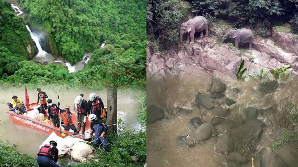 태국 중부 카오야이 국립공원 내 해우나록 폭포 아래에서 코끼리 11마리가 추락해 숨진 채로 발견됐다. 태국 정부는 절벽 및 골짜기 근처에 울타리를 설치하는 등 동물보호 예방에 총력을 기울이겠다고 밝혔다.ⓒthestandardandtour