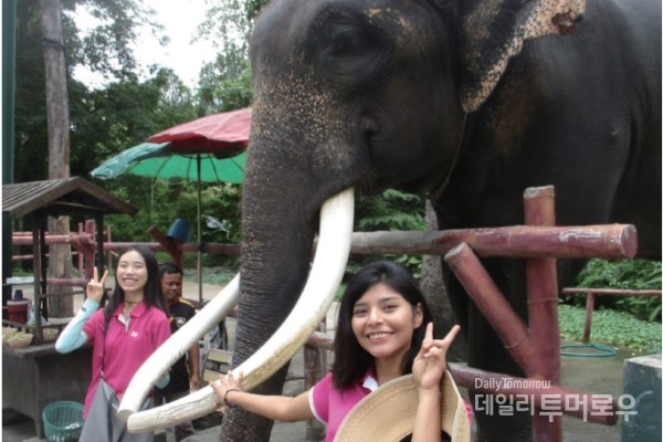 태국 북부 지역 도시인 치앙마이로 파견되었을 때, 동물원 관광을 했다. 그곳에서 어느 영화에 출연했다는 코끼리를 만났는데, 생각보다 크기가 엄청나서 깜짝 놀랐다.