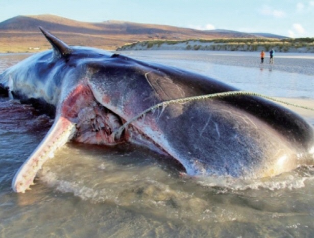 2019년 12월, 스코틀랜드 헤브리디스제도의 해안에 밀려온 죽은 향유고래. ⓒ스코틀랜드 해변 해양동물 대응계획 SMASS 페이스북
