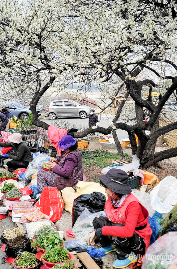 매화나무 아래 좌판을 펴고 봄나물을 팔고 있는 동네 아주머니들.  (사진 조현주 기자)