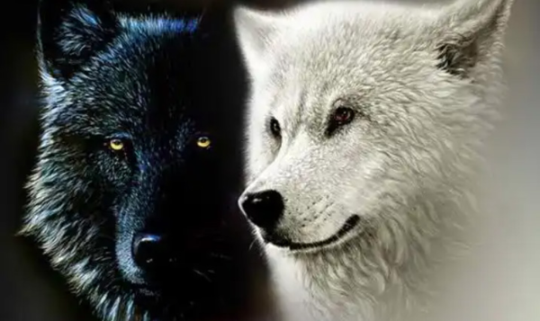 인디언들 사이에 전해오는 ‘두 늑대’ 이야기. 검은 늑대는 불행과 절망, 하얀 늑대는 사랑과 희망을 상징한다.(사진 원더풀마인드)