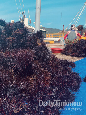 국내에서 두 번째로 큰 섬인 ‘거제도’ 바다는 미국 식품의약국 FDA가 인정한 청정 해역이다. 이곳에서 나는 신선한 해산물들. 사진 위쪽부터 전복, 해삼, 성게. 사진제공 신호진