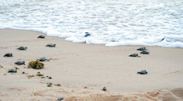 알을 깨고 나온 새끼 바다거북들이 본능적으로 바다를 향해 일제히 기어간다. 그 사이에 이들을 노리는 천적에게잡아 먹혀 최종적으로 살아 남는 바다거북은 1천 마리 당 1마리 꼴이다. 사진 프리픽