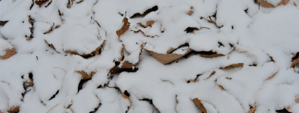 눈 내리는 날 숲으로 가면 마음이 포근해진다. 쌓인 나뭇잎 위에 내린 눈이 숲의 온기를 보태는 듯하다. 사진 손종례